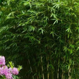 Bambus im Garten pflanzen