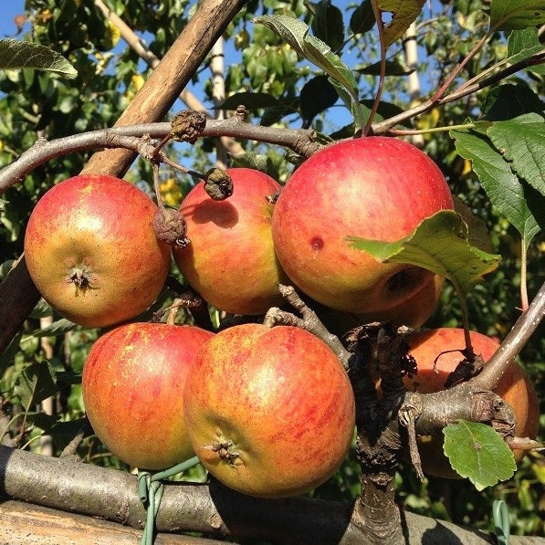 Apfelbaum 'Cox's Orange Pippin' Hochstamm