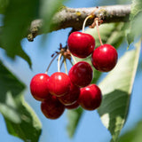 Kirschbäume