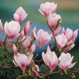 Magnolie