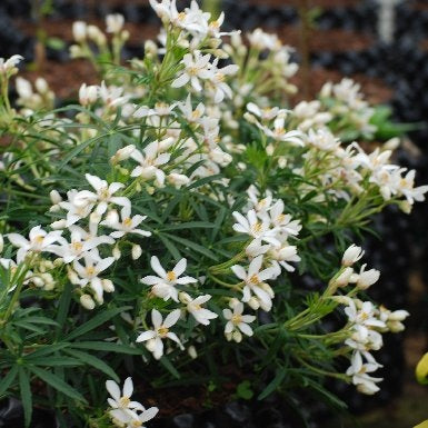 Orangenblume 'White Dazzler'