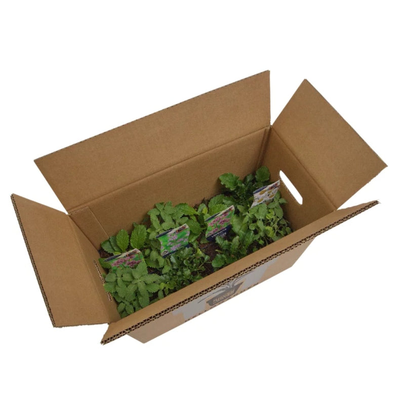 Staudenbeet-Paket 'Beautiful Cool'