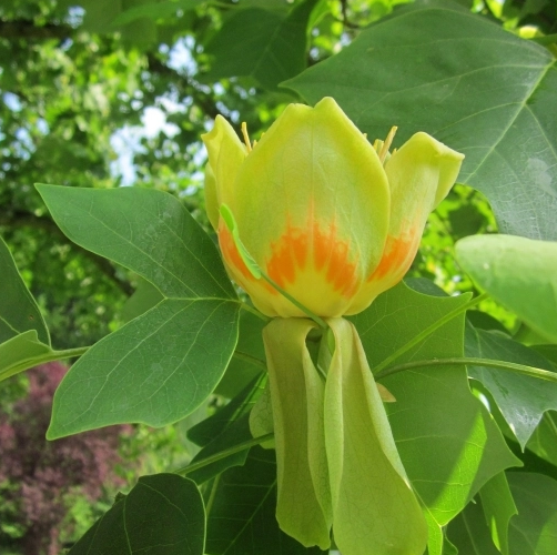 Säulen-Tulpenbaum