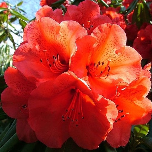 Azalee orange
