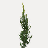 Säulenbäume