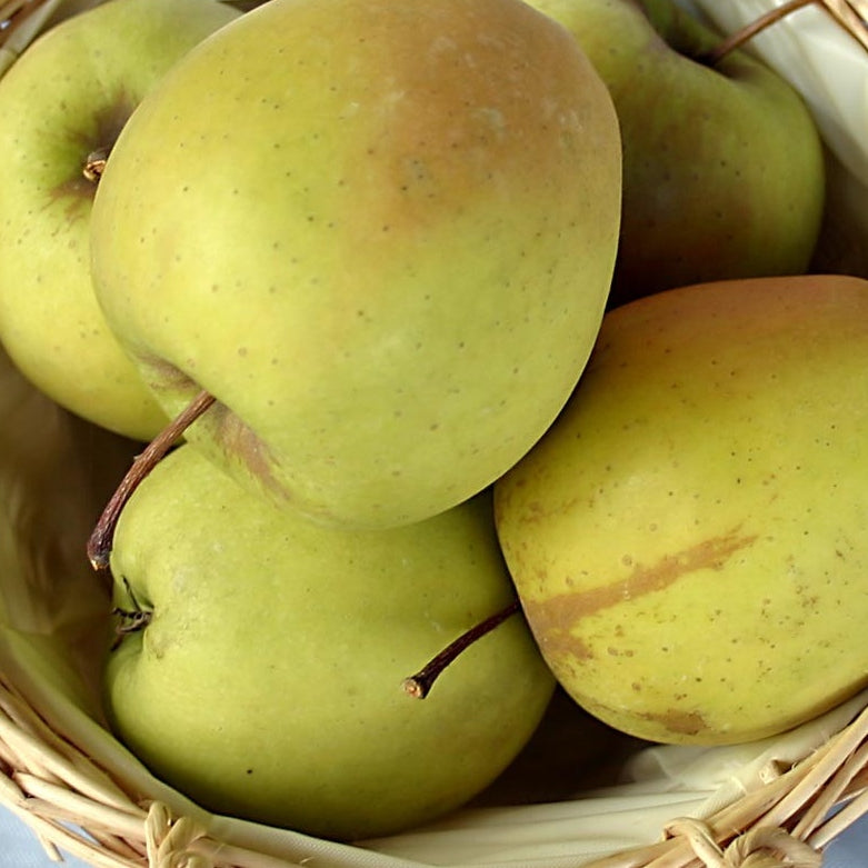 Spalier-Apfelbaum 'Golden Delicious' niedrig