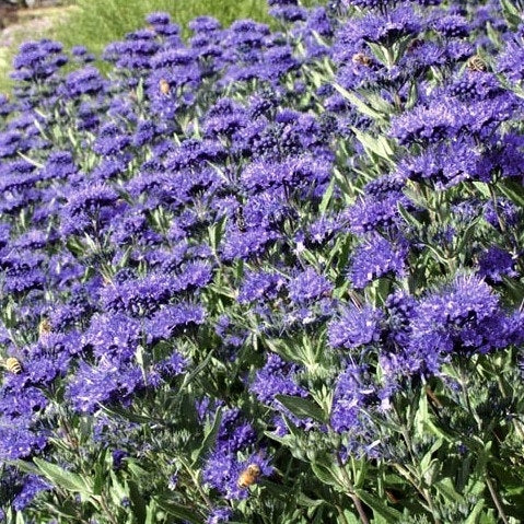 Bartblume 'Heavenly Blue'