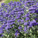 Bartblume 'Heavenly Blue'