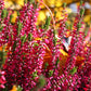 Besenheide rot