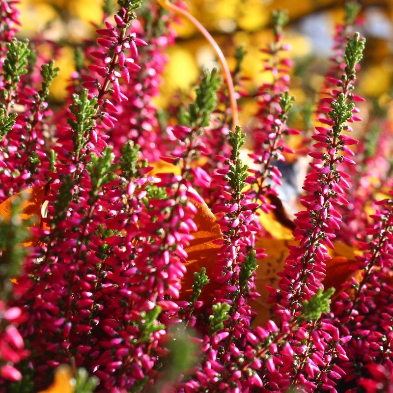 Besenheide rot