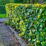 Buchenhecke