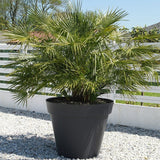 Kleine Palmen