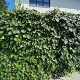 Efeuhecke