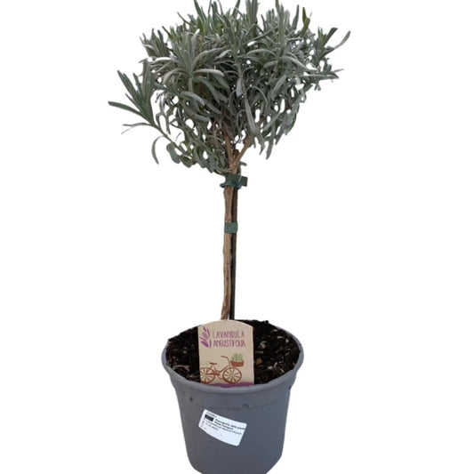 Lavendel Stämmchen