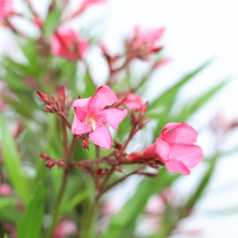 Oleander Stämmchen