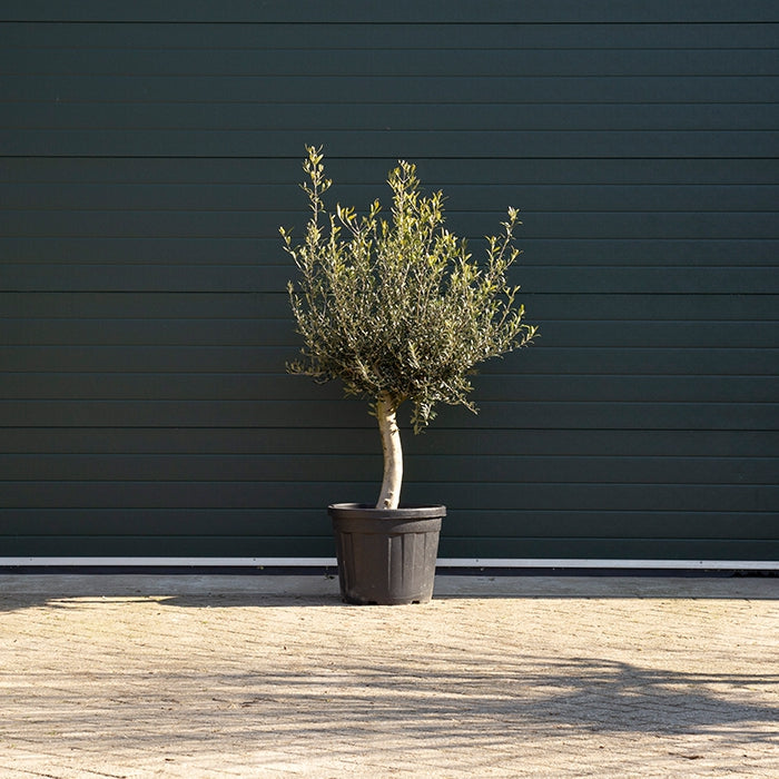 Olivenbaum