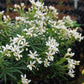 Orangenblume 'White Dazzler'