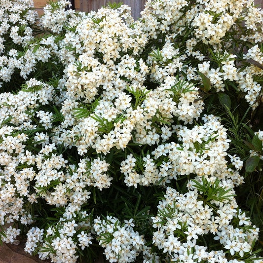 Orangenblume 'White Dazzler'
