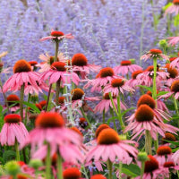 Gartenpflanzen