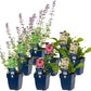 Staudenbeet-Paket 'Happy Butterflies'
