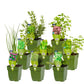 Staudenbeet-Paket 'Herb Garden'