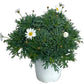 Strauchmargerite weiß