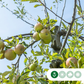Apfelbäume 'Elstar' (selbstbefruchtend) groß