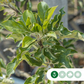Apfelbäume 'Elstar' (selbstbefruchtend) groß