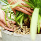 COMPO BIO GRANUPLANT Drainage- und Pflanzgranulat