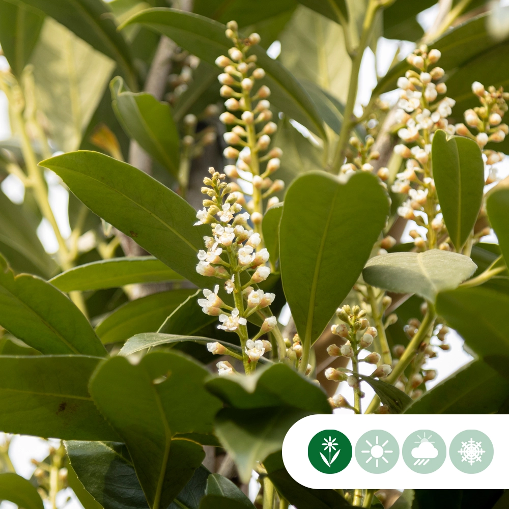 Kirschlorbeer mehrstämmig