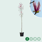 Magnolie 'Spectrum'