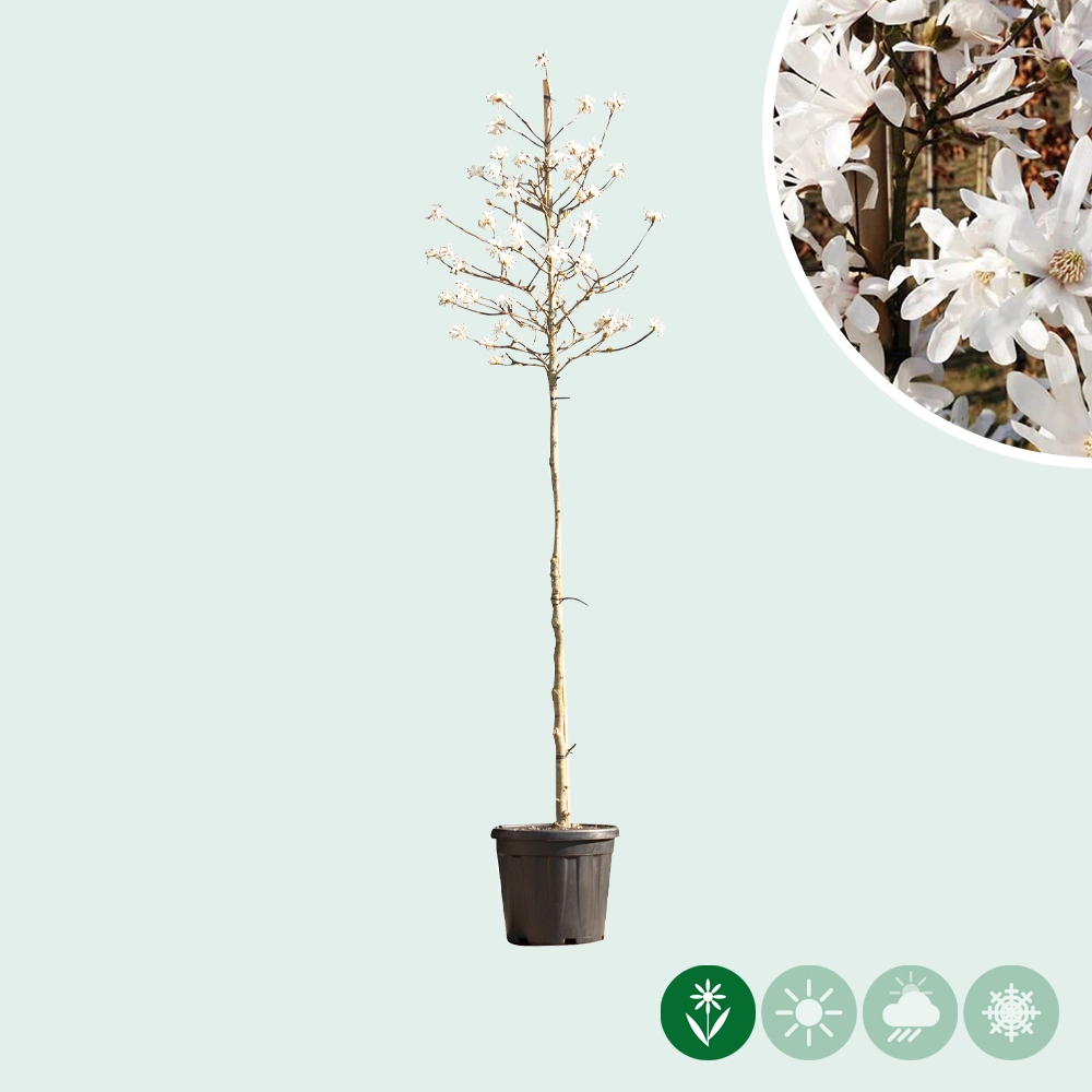 Magnolie 'Stellata'