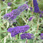 Schmetterlingsstrauch 4 Farben Mix