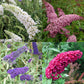 Schmetterlingsstrauch 4 Farben Mix