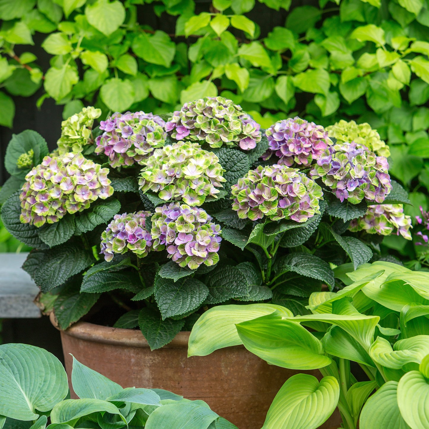 Bauernhortensie 'Magical Amethyst'