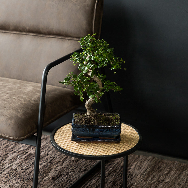 Bonsai 'Carmona' S-Form