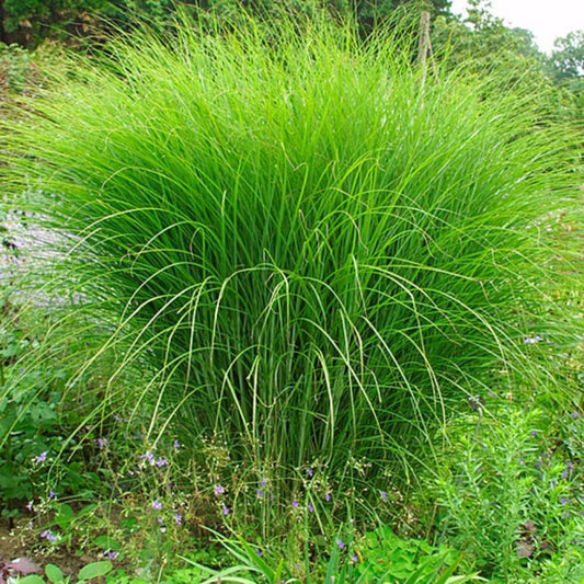 Chinaschilf 'Gracillimus'