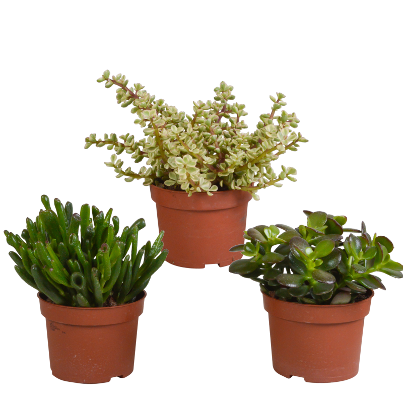 Crassula Mix 3 Stück im Topf 10,5 cm Ø