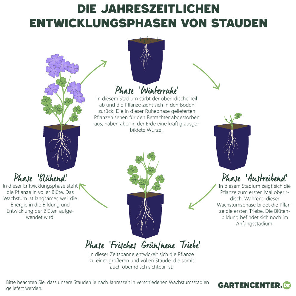 Rittersporn violett-blau