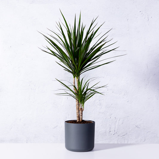 Drachenbaum 'Marginata'