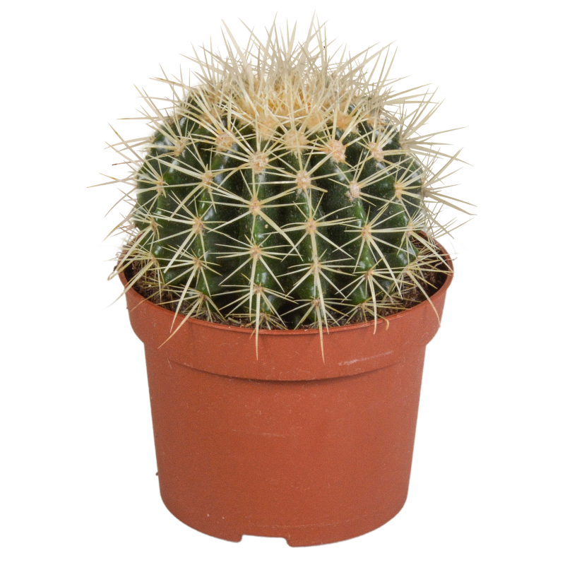 Echinocactus grusonii im Topf 12 cm Ø