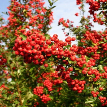 Feuerdorn rot