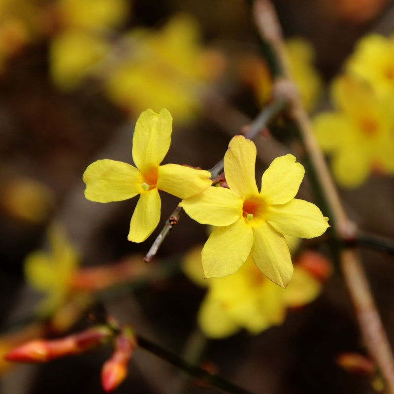 Gelber Winterjasmin