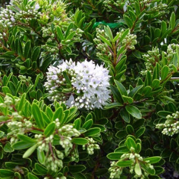 Hebe buxifolia
