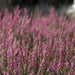 Winterblühende Heide rosa