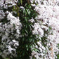 Clematis weiß-rosa immergrün