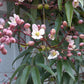 Clematis weiß-rosa immergrün