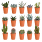 Kakteen und Sukkulenten Mix 15 Stück im Terracotta-Topf 5,5 cm Ø