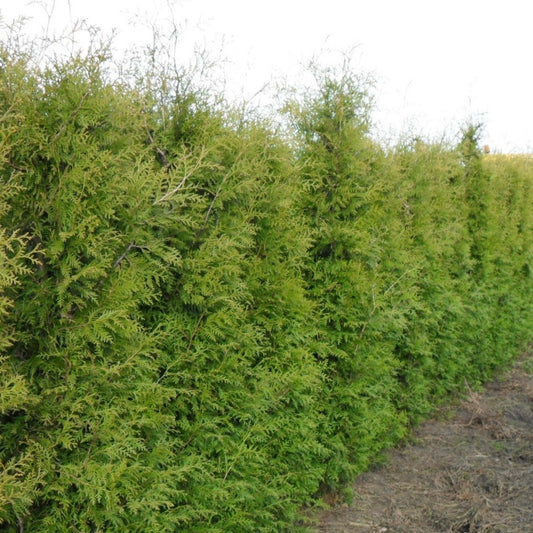 Lebensbaum 'Brabant'