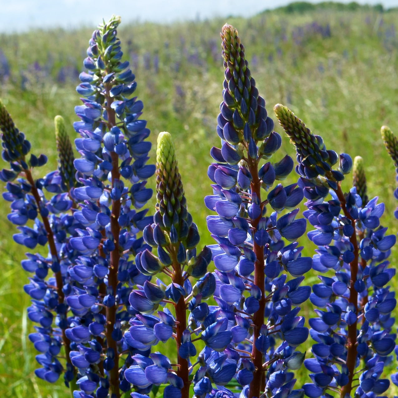 Lupine blau